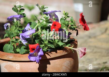 Panties in un vaso di terracotta, estate 2020. Foto Stock