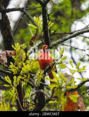 Un cardinale maschile si trova in un albero di quercia durante la primavera. Foto Stock