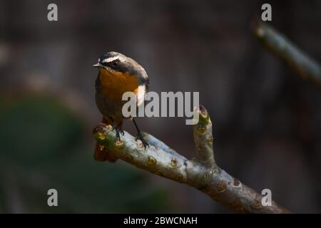 Capo Robin-Chat Cossypha caffra 10963 Foto Stock