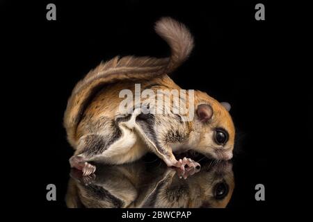 Lo scoiattolo volante giavanese (Iomys horsfieldii) isolato su sfondo nero Foto Stock