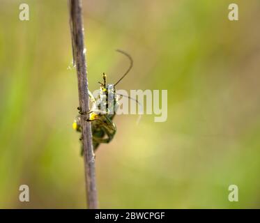 primo piano del piccolo scarabeo longhorn Foto Stock