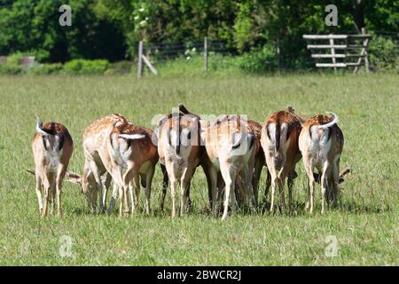 allevamento di daini da vicino Foto Stock