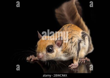 Lo scoiattolo volante giavanese (Iomys horsfieldii) isolato su sfondo nero Foto Stock