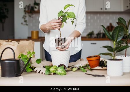 Donna che tiene pianta, germoglio di singonium. A casa cucina bianca su sfondo. Concetto di vita, simbolo di femminilità Foto Stock