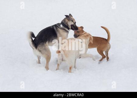 Labrador Retriever, il cane multibrosso e il cucciolo di pit bull giocano nel parco invernale. Animali domestici. Cane purebred. Foto Stock