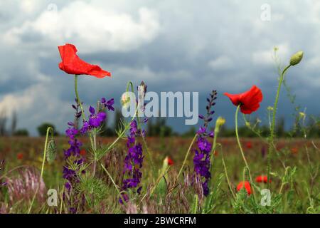 Due papaveri fioriti sul prato a maggio. Papaver orientale. Foto Stock