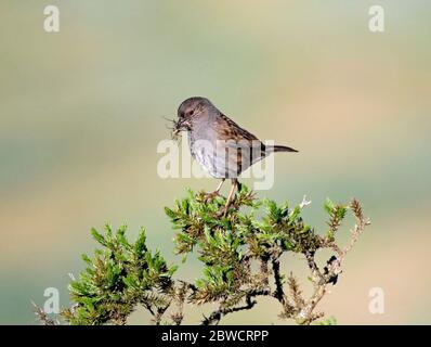 Dunnock cattura il cibo per i suoi pulcini su una gola cespuglio