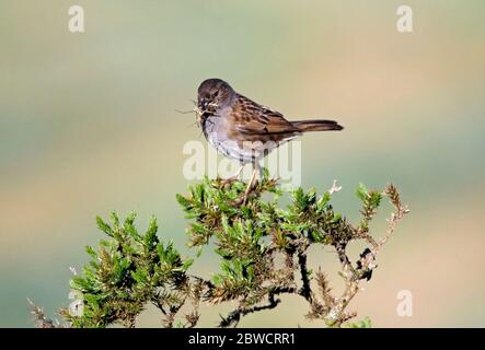 Dunnock cattura il cibo per i suoi pulcini su una gola cespuglio Foto Stock