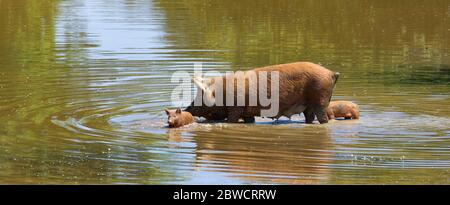 scrofa e suinetti selvatici vicino al fiume Foto Stock