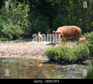 scrofa e suinetti selvatici vicino al fiume Foto Stock