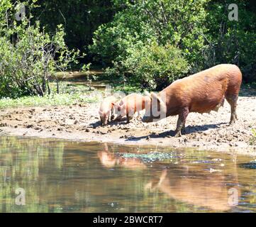 scrofa e suinetti selvatici vicino al fiume Foto Stock