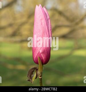 Magnolia 'Galaxy' presso Kew Gardens, Londra, Inghilterra Foto Stock