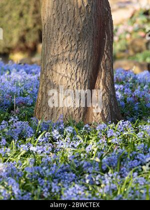 Un albero circondato da bluebells in Kew Gardens, Londra, Inghilterra Foto Stock