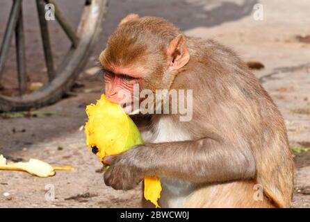 Jaipur, Rajasthan, India - 30 maggio 2020: Una scimmia mangia mango durante un giorno caldo d'estate, al Tempio di Galta Ji a Jaipur. Credit: Sumit Saraswat/Alamy Live News Foto Stock