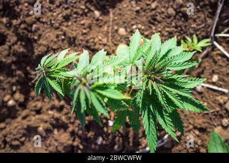 Pianta giovane di canapa di cannabis che cresce dallo sporco che si muove nel vento con il sole che splende. Movimento lento, movimento di inclinazione Foto Stock