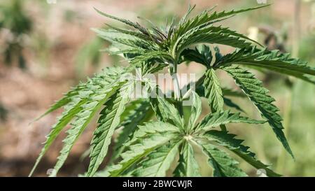 Pianta giovane di canapa di cannabis che cresce dallo sporco che si muove nel vento con il sole che splende. Movimento lento, movimento di inclinazione Foto Stock