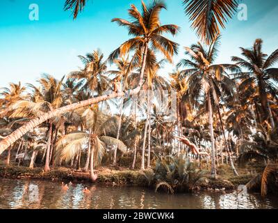 Swing nel fiume a Siargao Island Foto Stock