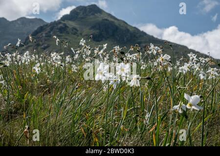 La fioritura delle narcische sulle alpi italiane Foto Stock