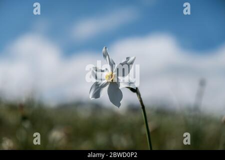 La fioritura delle narcische sulle alpi italiane Foto Stock