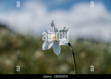 La fioritura delle narcische sulle alpi italiane Foto Stock