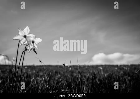 La fioritura delle narcische sulle alpi italiane Foto Stock