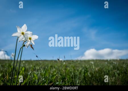 La fioritura delle narcische sulle alpi italiane Foto Stock