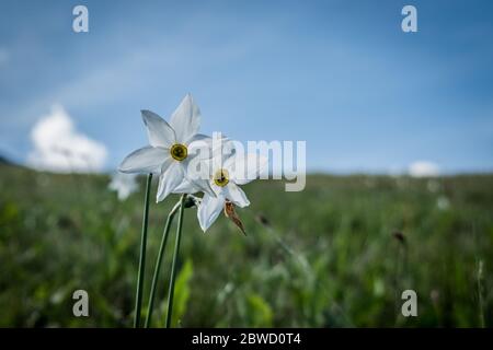 La fioritura delle narcische sulle alpi italiane Foto Stock