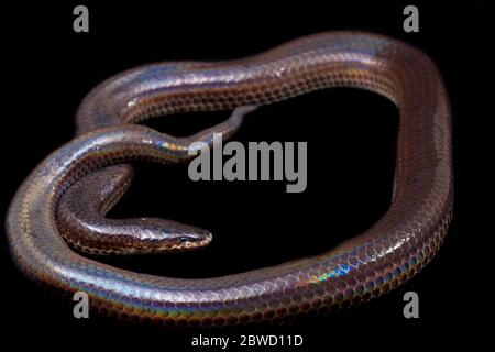 Xenopeltis unicolor. Nomi comuni: sunbeam serpente è un non-venomous isolato su sfondo nero Foto Stock