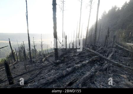 Maesteg, Galles, 31 maggio 2020. La terra bruciata dopo un grande incendio nella foresta a Maesteg, Galles del Sud. Gli equipaggi di tutta la regione e un elicottero hanno preso le fiamme per 24 ore per portarle sotto controllo mentre diversi incendi infuriavano in tutta la zona: Ha portato alla fine del maggio più arido da quando i record sono iniziati 124 anni fa. Credit : Robert Melen/Alamy Live News. Foto Stock