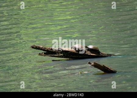 USA Maryland Chesapeake e Ohio Canal un paio di tartarughe stagno crogiolarsi al sole su un tronco nel canale a Poolesville MD Foto Stock
