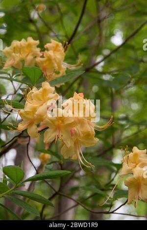 Rododendron "My Mary" Foto Stock