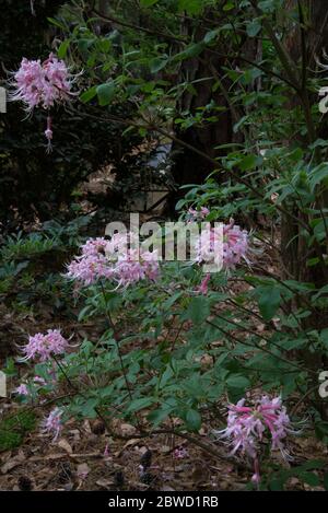 Rododendron "Camilla Blush" Foto Stock