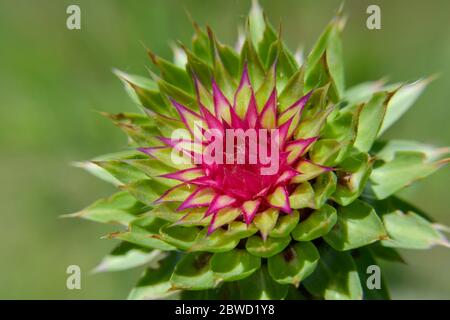 Spiny Prickly Musk Thistle Flower Plant in un giorno di sole Foto Stock