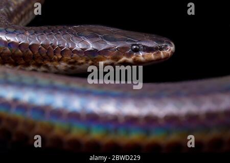 Xenopeltis unicolor. Nomi comuni: sunbeam serpente è un non-venomous isolato su sfondo nero Foto Stock