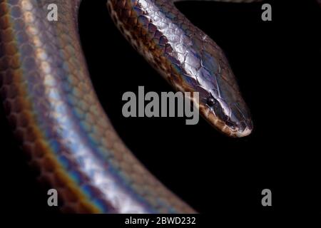 Xenopeltis unicolor. Nomi comuni: sunbeam serpente è un non-venomous isolato su sfondo nero Foto Stock