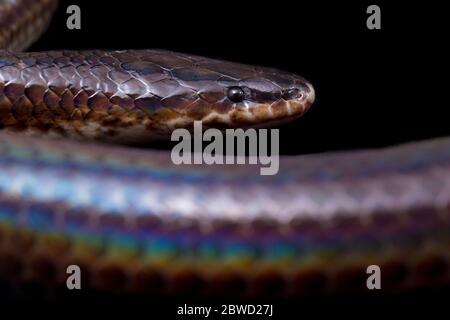 Xenopeltis unicolor. Nomi comuni: sunbeam serpente è un non-venomous isolato su sfondo nero Foto Stock