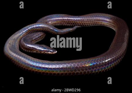 Xenopeltis unicolor. Nomi comuni: sunbeam serpente è un non-venomous isolato su sfondo nero Foto Stock