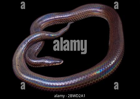 Xenopeltis unicolor. Nomi comuni: sunbeam serpente è un non-venomous isolato su sfondo nero Foto Stock