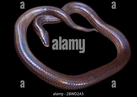 Xenopeltis unicolor. Nomi comuni: sunbeam serpente è un non-venomous isolato su sfondo nero Foto Stock