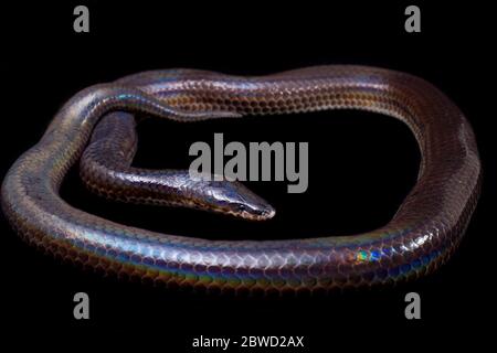 Xenopeltis unicolor. Nomi comuni: sunbeam serpente è un non-venomous isolato su sfondo nero Foto Stock