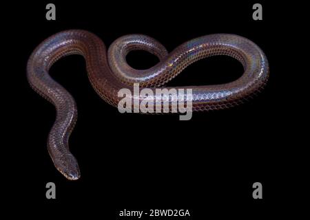 Xenopeltis unicolor. Nomi comuni: sunbeam serpente è un non-venomous isolato su sfondo nero Foto Stock