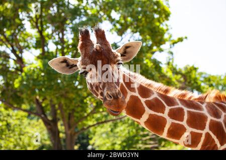 Giraffe di fronte a alberi verdi, guardando direttamente la fotocamera. Primo piano con con spazio di copia. Foto Stock