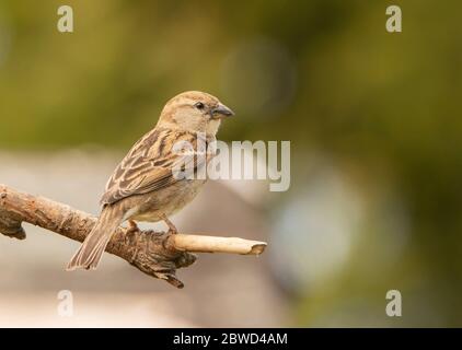 Casa Sparrow, Passer domesticus, arroccato su una filiale nella campagna britannica, giugno, estate 2020 Foto Stock