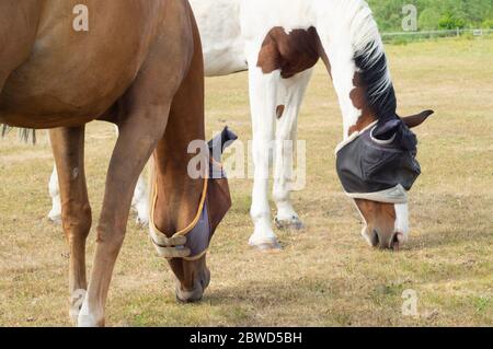 Coppia di cavalli che pascolano su pascolo campo con maschera di insetti o mosca sulla loro testa Foto Stock