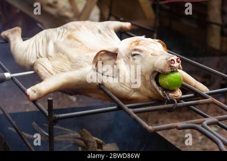 Cucinare un maiale intero per il barbecue. L'animale ha un frutto verde in bocca. Foto Stock