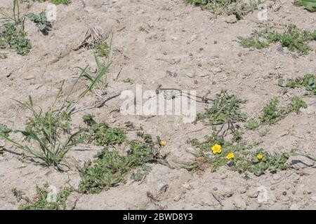 Patch di terreno molto secco in campo di grano infestato da comuni erbacce agricole del Regno Unito come Buttercup / Ranunculus. Terra parched, suolo asciugato in UK. Foto Stock