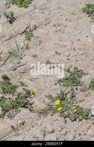 Patch di terreno molto secco in campo di grano infestato da comuni erbacce agricole del Regno Unito come Buttercup / Ranunculus. Terra parched, suolo asciugato in UK. Foto Stock