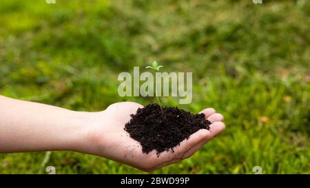 la mano tiene una giovane pianta di marijuana medica nella palma su uno sfondo di erba verde da vicino, germoglio di cannabis. Foto Stock