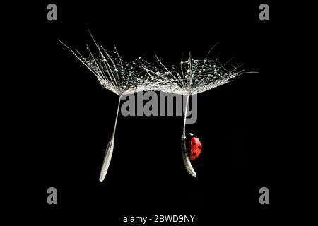 Primo piano ladybug che vola su due semi di dente di leone con gocce d'acqua Foto Stock