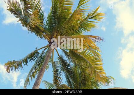 Vista sul fondo delle palme da cocco. Scena tropicale. Foto Stock